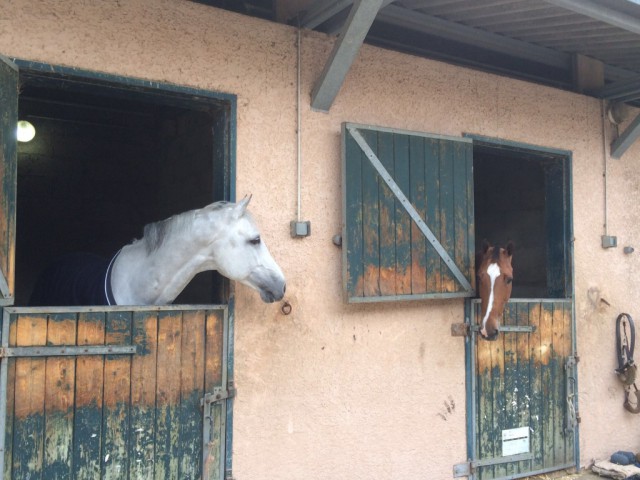 Chardonnay und Electric Touch zeichneten sich in Madrid mit guten Leistungen aus. © Max Kühner Sporthorses