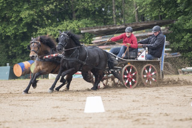 Klaus Fischl mit den Norikern Chili und Falco im Full Speed. © Sarah Braun 