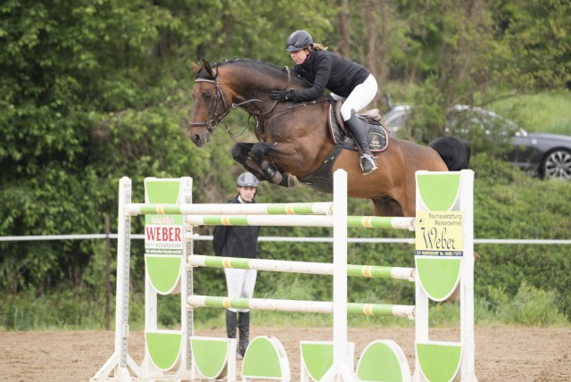 Hengst Lord Perry W geritten von Martina Winter. © Sarah Braun 