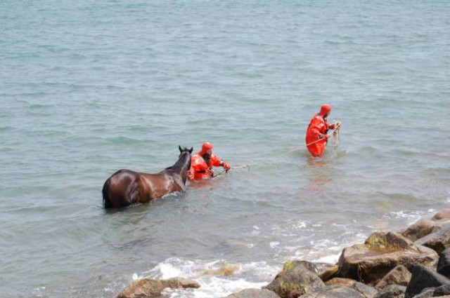 Einsatzkräfte der Feuerwehr und Polizei brachten das Pferd mit vereinten Kräften an den Küstenrand. © Westport Police Dept.