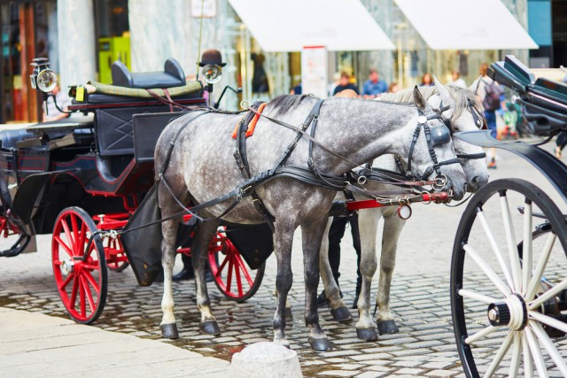 Die eingespannten Pferde gingen noch auf dem Reiterhof durch. © Symbolbild - shutterstock / Ekaterina Pokrovsky 