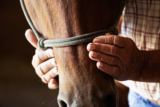 Mit Pferden flüstern will gelernt sein. © Symbolbild Shutterstock / John Wollwerth