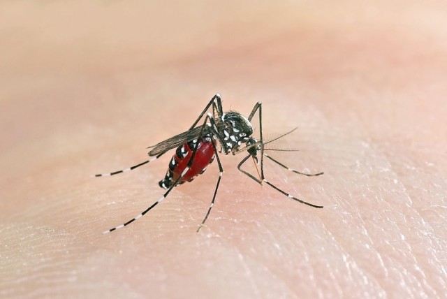 Bestimmte Stechmücken übertragen den Zika-Virus. © Symbolbild - shutterstock / Marco Uliani