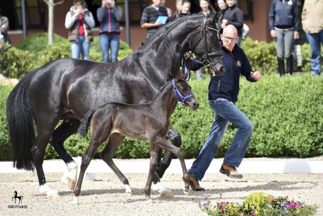 Stutfohlen von D’avie aus der Donna Unique von Don Schufro. © Tanja Becker