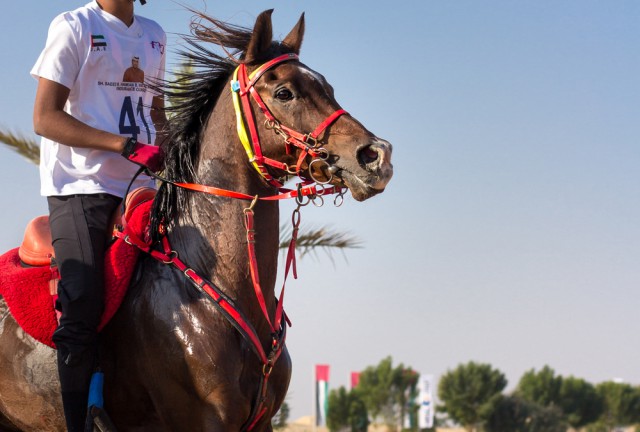 Ängste des Reiters übertragen sich auf dem Pferd. © Symbolbild - shutterstock / Kertu