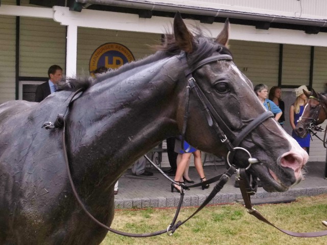 Rosenkönig nach seinem Sieg im 5. Rennen. © NNN