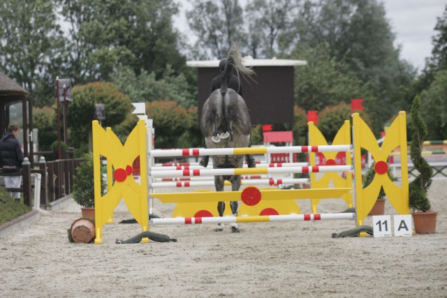 Junge Pferde dominierten in Ehlersdorf - Teilnehmer und Veranstalter trotzten dem unwirtlichen Wetter. © comtainment GmbH