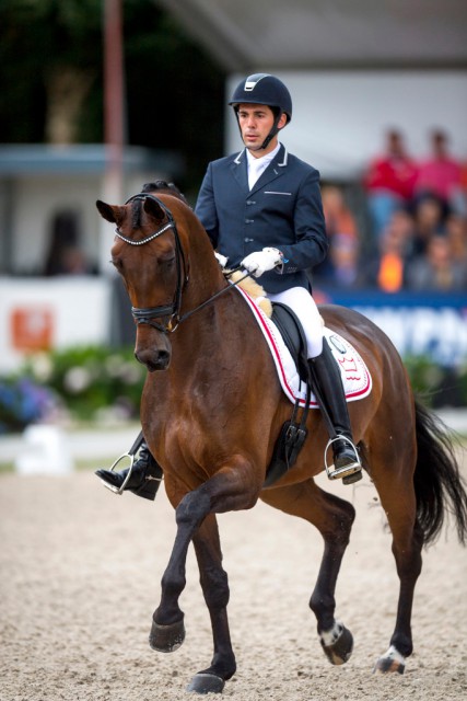 The fabulous mare, Fiontini, who was 5-year-old champion in 2015, returned to claim the 6-year-old title at the Longines FEI/WBFSH World Breeding Championships for Young Horses 2016 at Ermelo (NED) yesterday. © FEI/Arnd Bronkhorst Pic Arnd Bronkhorst