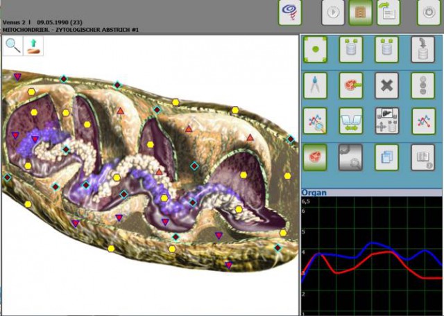 Sogar Mitochondrien werden mit dem EAVET® Equin Scanning System sichtbar. © InnoTec-4-Health
