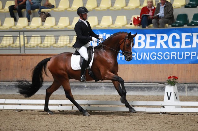 Das beste Pferd in der Prüfung der vier- und fünfjährigen Dressurpferde: Flamini von Fürst Grandios. © Stefan Seiberl