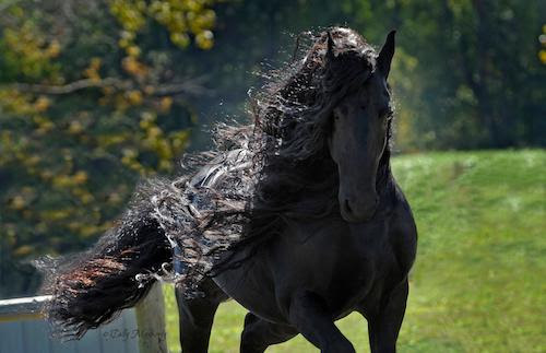 Frederik the Great: The World's Most Handsome Horse Friday and Saturday nights, Sep. 23-24 © Meg Banks & Cally Matherly