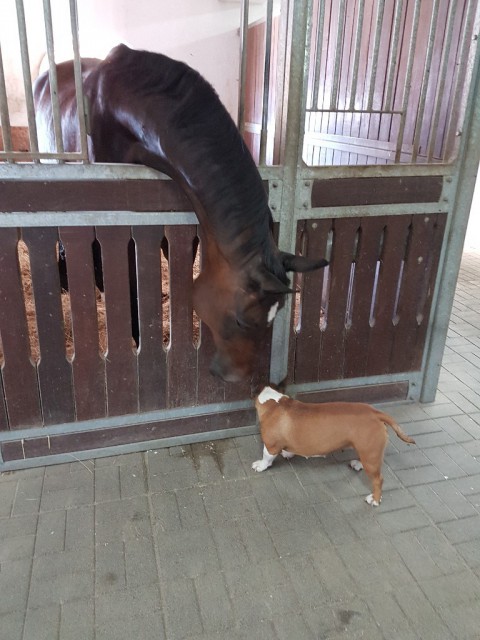 Pferd und Hund fühlen sich sichtlich wohl! © EQWOnet