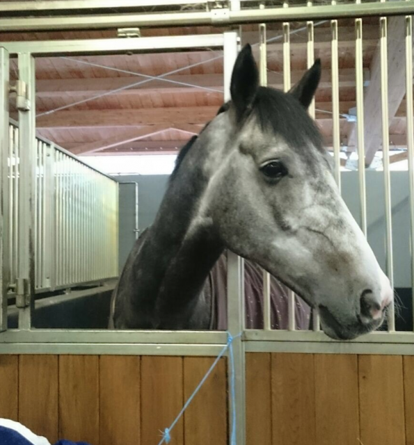 Natalia spends her weekend with the horses in Samorin © Natalia Belova