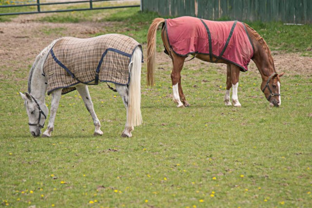 Kann sich ein Pferd für eine Decke oder dagegen entscheiden? © Shutterstock / Tony Moran