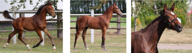 Exceptional and rare foals and ebryos are offered at the online auction. © R&B Presse