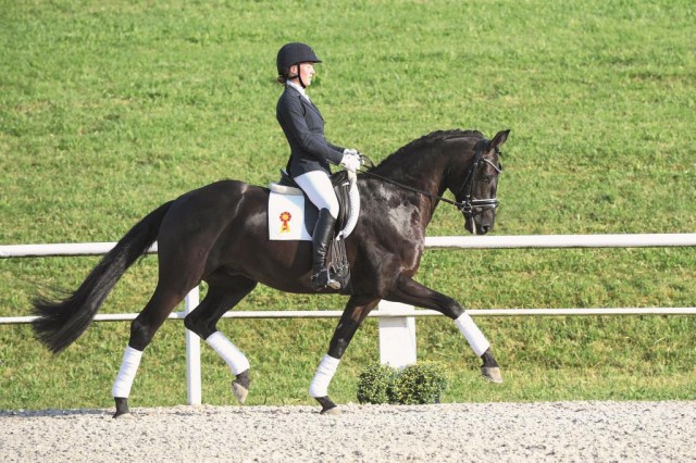  First Class von Fürstenball, der bereits Reitpferde und Dressurpferdeprüfungen gewonnen hat. © Kiki Beelitz