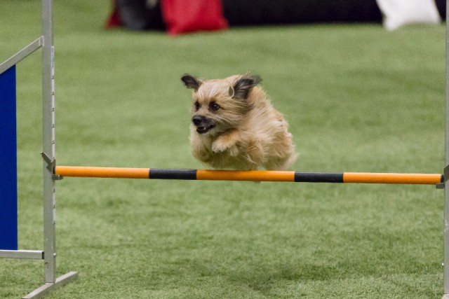 Hunde und ihre Trainer kommen jährlich zur Agility bei der Mevisto Amadeus Horse Indoors. © Michael Graf