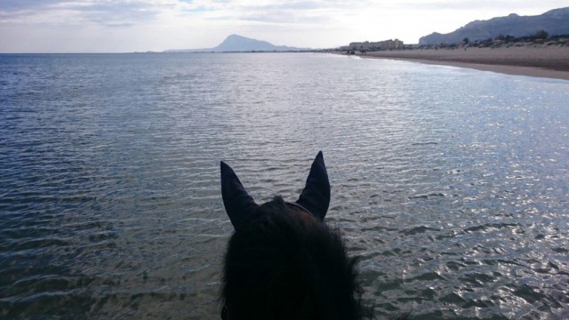 EQWOteam rider Natalia's sport horses enjoyed a ride on the beach. © Private