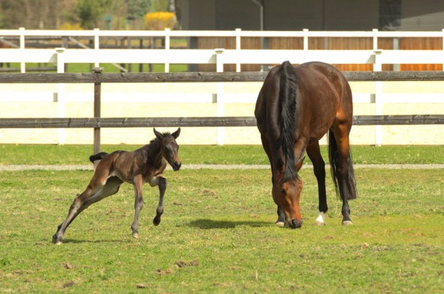 Trakehnerfohlen Nordlicht aus dem Gestüt Murtal in Österreich. © Terra Mater/ Harald Pokieser