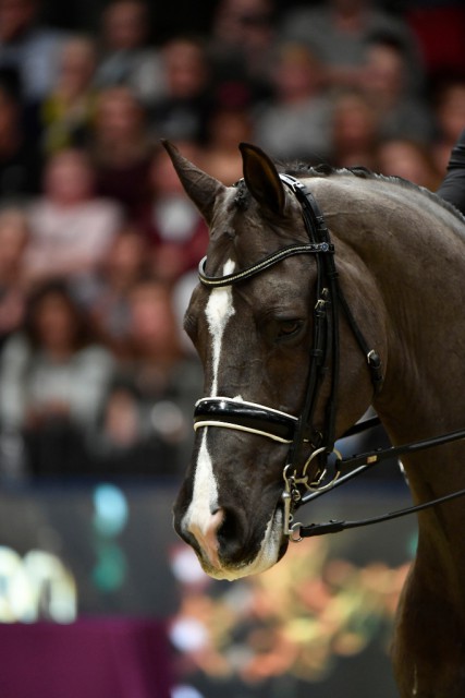 Valegro wird morgen im Rahmen von Olympia, The International Horse Show, von Charlotte Dujardin aus dem Sport verabschiedet. © Kit Houghton