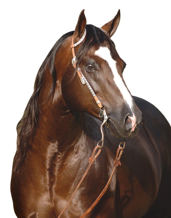 The National Reining Horse Association (NRHA) is excited to announce that Custom Crome has become the association’s newest Four Million Dollar Sire. © NRHA
