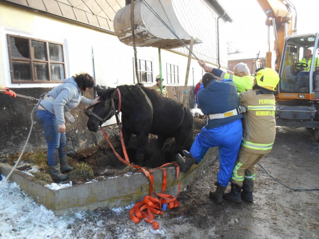 Das Pferd konnte aus seiner misslichen Lage befreit werden. © Freiwillige Feuerwehr Neumarkt am Wallersee