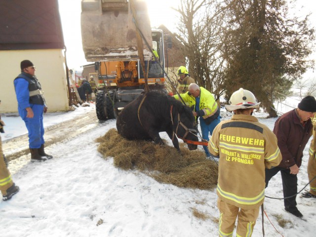 Dem Pferd ist nichts passiert. © Freiwillige Feuerwehr Neumarkt am Wallersee
