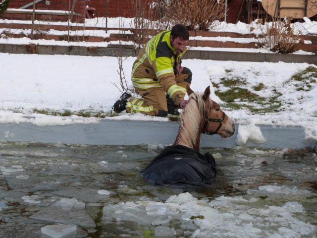 Das Tier war auf dem Eis eingebrochen. © Stadt Cottbus / Facebook