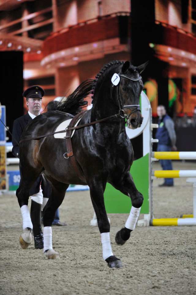 Mit zur EQUITANA Nacht der Hengste Equestrian Worldwide