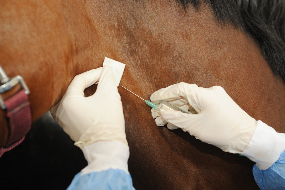 Die deutsche Herpes-Impfpflicht fällt! Ab 15.4. müssen Turnierpferde nicht mehr gegen EHV1 geimpft sein. © Shutterstock