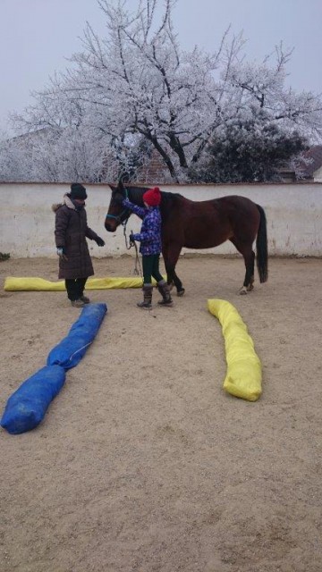 Der richtige Umgang mit dem Pferd wird vom Boden aus geübt. © Privat