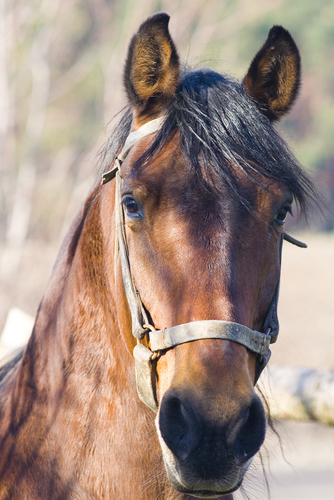 Angst beim reiten- ein Problem das zu viele Pferdesportler betrifft. © Symbolbild / Shutterstock Multi-Share
