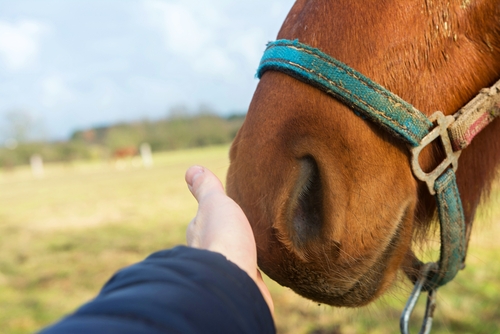 Habe Geduld - dein Pferd hat sie auch mit dir! © Symbolbld Shutterstock / Marie Charouzova