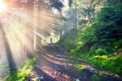 Ob Waldspaziergang oder die Stallgasse - jeder Mensch findet woanders zur Ruhe. © Shutterstock / Multi-Share