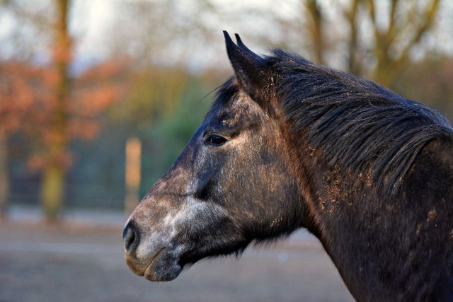 Ältere Pferde brauchen regelmäßige Bewegung und eine ausgewogene Fütterung. © Marie Charouzova / Shutterstock
