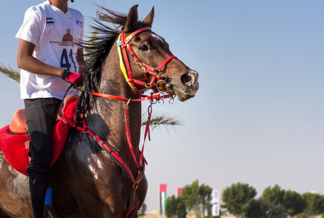 FEI Secretary General provides overview of measures to address horse welfare issues in Endurance. © Shutterstock/ Kertu Secretary General provides overview of measures to address horse welfare issues in Endurance. © Shutterstock/ Kertu