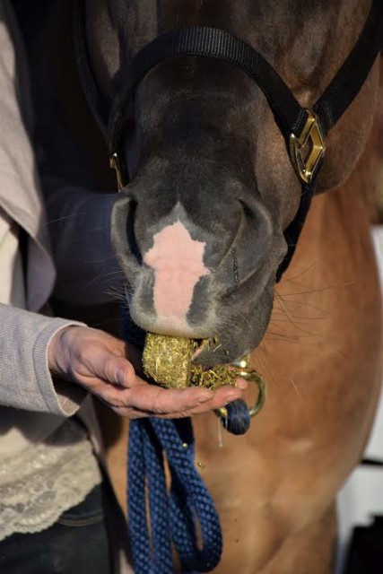 Auch bei alten Pferden ist hochwertiges Futter das Um und Auf. © Futter-Mobil