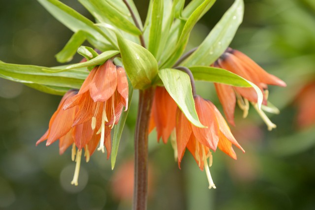 Die Kaiserkrone ist eine sehr verbreitete Zierpflanze in Gärten. © Maciej Olszewski / Shutterstock