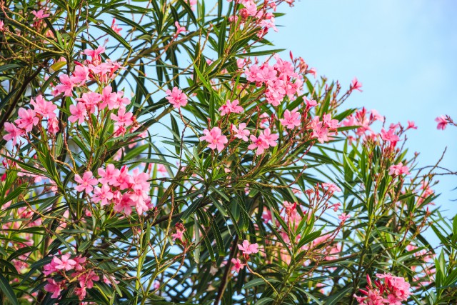 Das starke Gift der beliebten Zierpflanze Oleander wird oft unterschätzt. © Green tellect Studio / Shutterstock