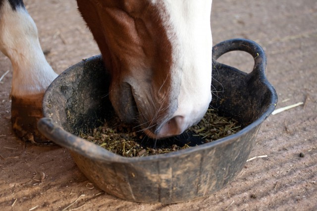 Pferd möchte mit dem Besten vom Besten verköstigt werden. Dem Freund schmecken Nudeln mit Tomatensauce auch drei Wochen hintereinander. © shutterstock / sharon kingston