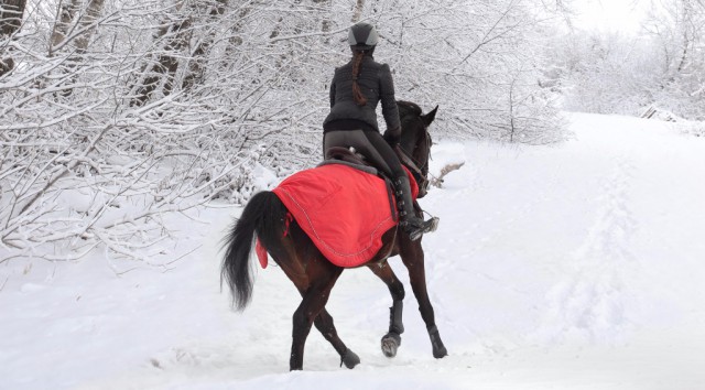 Beim Reiten im Winter, vor allem im Schnee, gibt es einige Dinge, die man beachten sollte. © shutterstock / horsemen