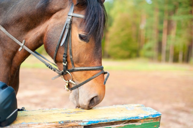 Wenn Pferde an Holz knabbern, können sie dabei giftige Stoffe aufnehmen. © shutterstock / AnnaElizabeth photography
