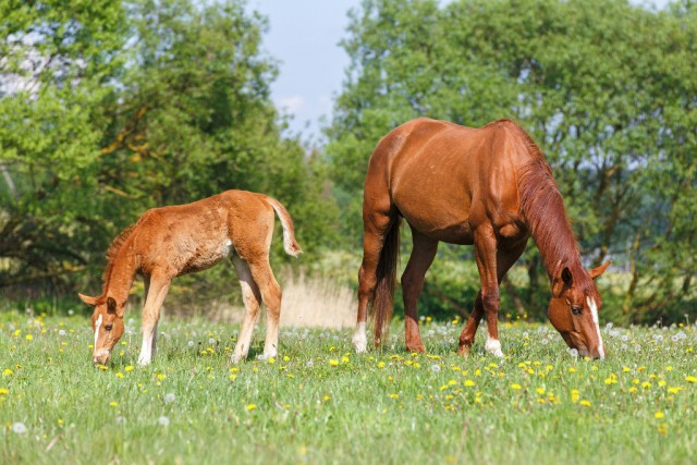 Vergiftungen kommen bei Pferden häufiger vor als man denkt! © Osetrik / Shutterstock