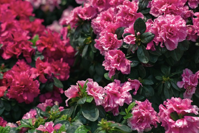 Im Winter kann der immergrüne Rhododendron für Pferde interessant werden. © co-sun / Shutterstock