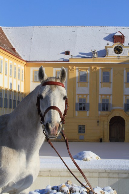 Ein Schimmel (Lipizzaner) im winterlichen Schlosshof © Regina Fabian / hippoevent.at