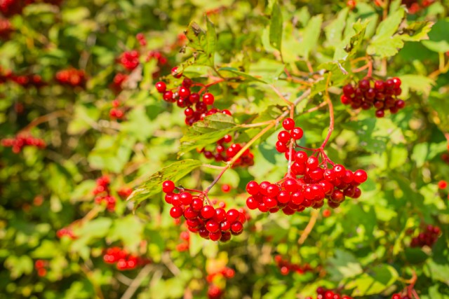 Im Herbst bildet der Schneeball rote Beeren aus. © Ruud Morijn Photographer / Shutterstock