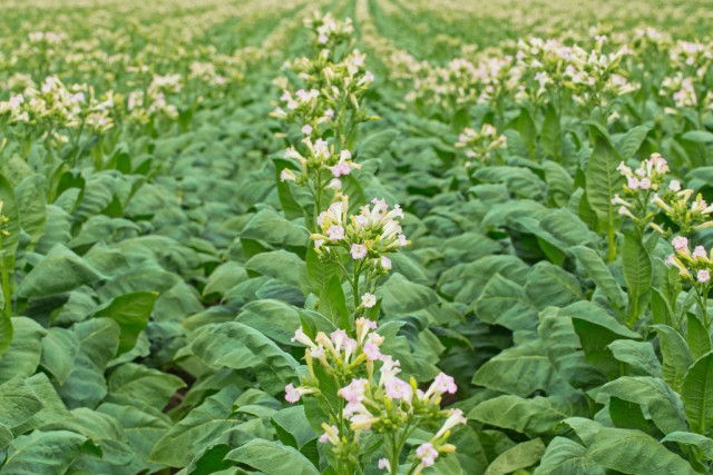 Auch in Deutschland und Österreich wird Tabak angebaut. © nnattalli / Shutterstock.