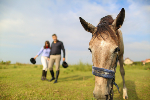 Sportpsychologie im Pferdesport: Alles kann, nichts muss!