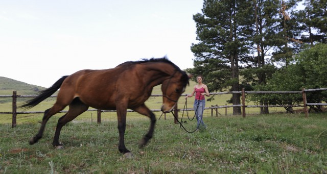 Cross-Training bietet viele Vorteile für dein Pferd. © WOLF AVNI / Shuttertsock