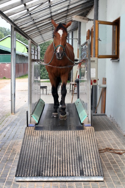 Es gibt verschiedene Möglichkeiten, wie Ihr das Trainingspensum Eures Pferdes erhöhen könnt. © Eugene Ivanov / Shutterstock